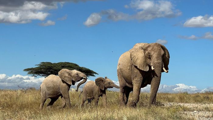 Törööö: Geben sich Elefanten Namen?