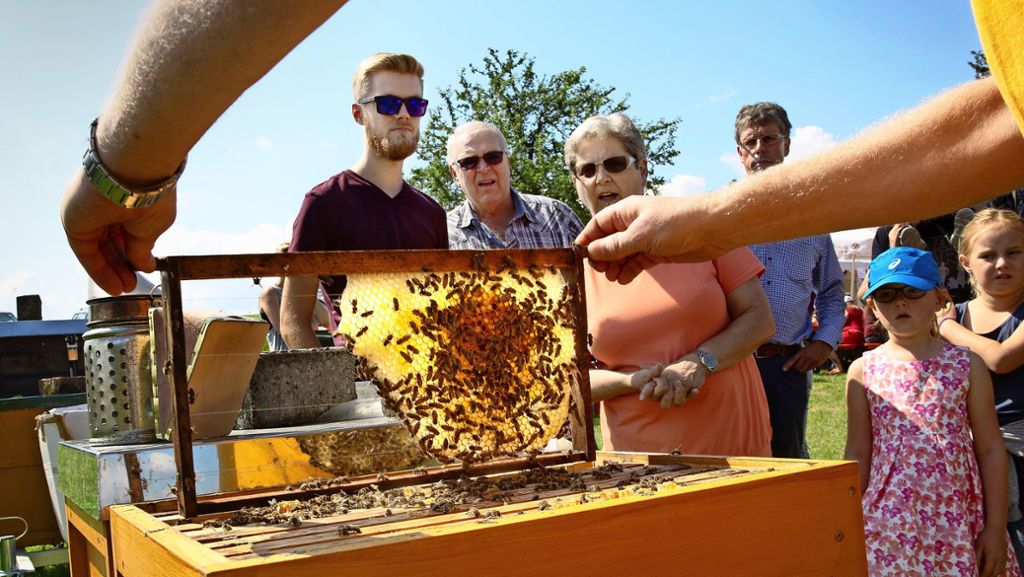 Tag der Biene und der Imkerei: Ein Blick hinter die Kulissen der Honigproduktion