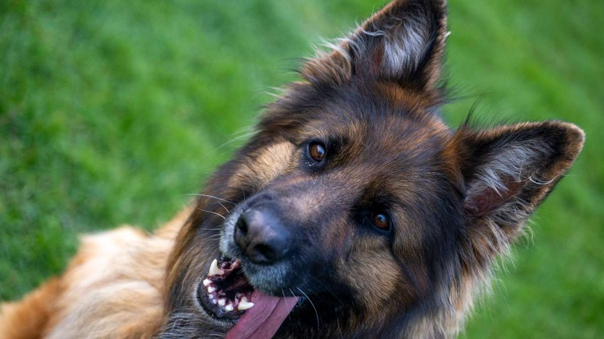 Tiere: Heiß geliebt und umstritten - Der deutsche Schäferhund