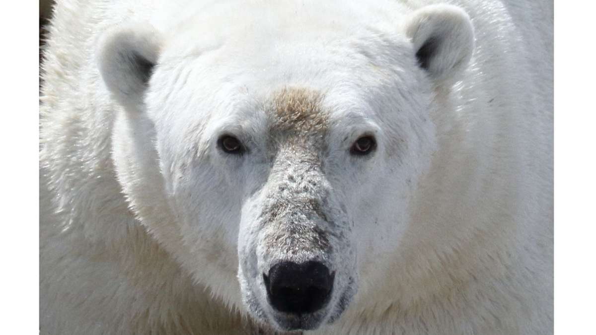 Gewichtsverlust in eisfreier Zeit: So bedroht der  Klimawandel  das Überleben der Eisbären