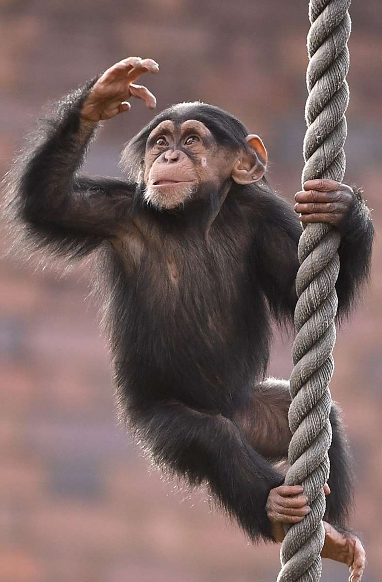 Schimpansen: sehr hohe Ansteckungsgefahr mit Covid-19.