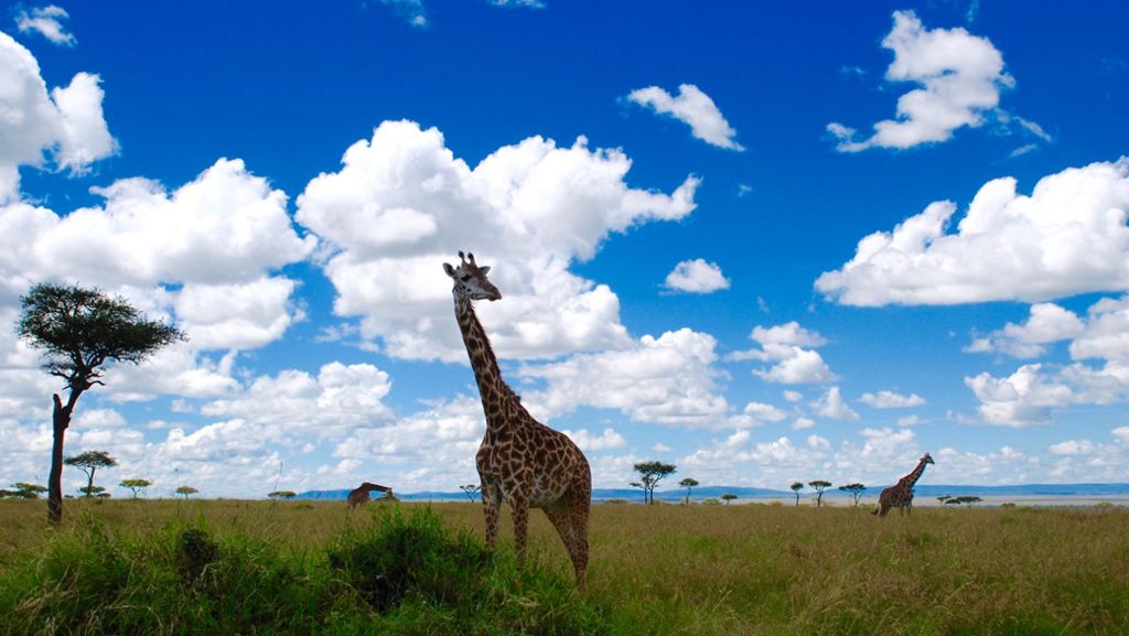 Bei den wilden Tieren in Afrika: Faszination Safari