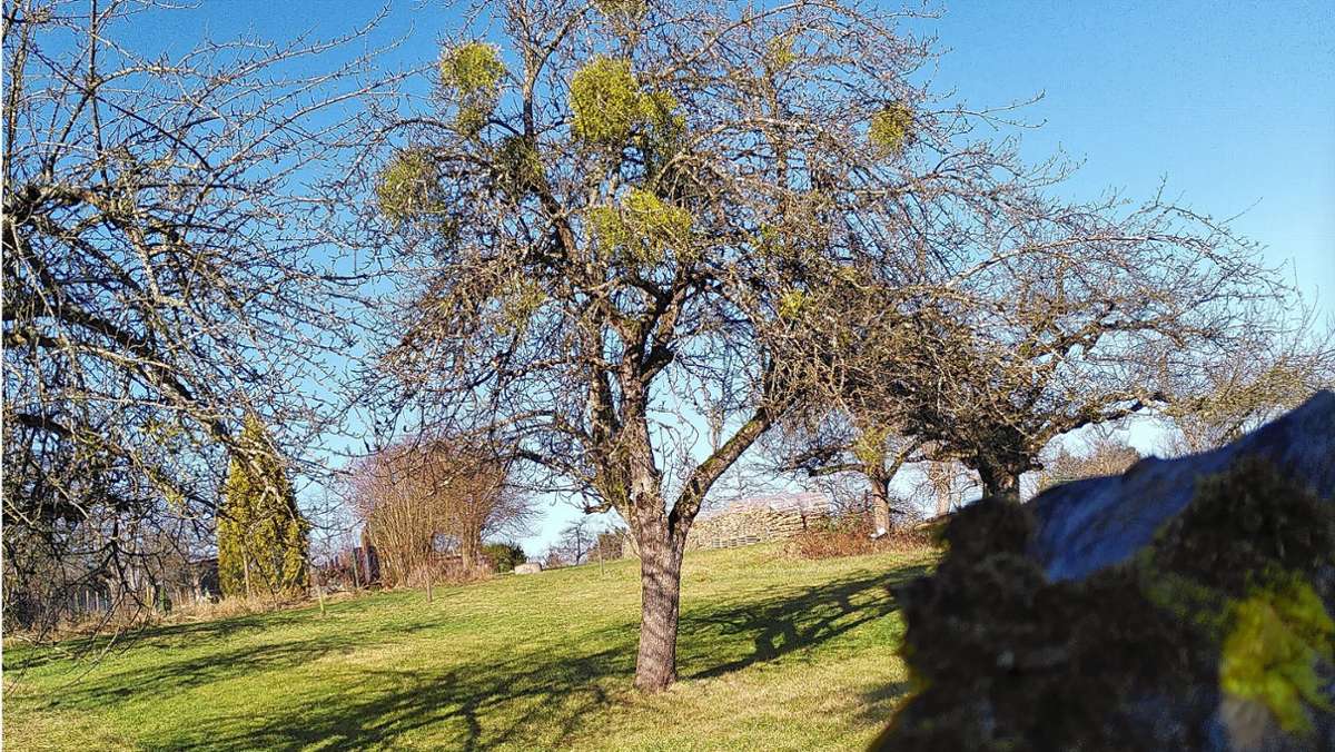 Misteln in Waldenbuch: Vorstoß gegen Schmarotzer an Obstbäumen