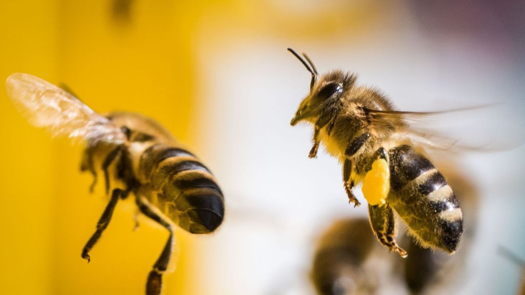 Steckbrief: Die Honigbiene: Bienen – ein fleißiges Völkchen