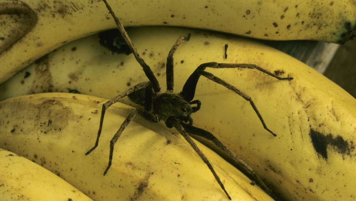 Im bayerischen Schönberg: Supermarktleiter findet Spinne in Bananenkiste