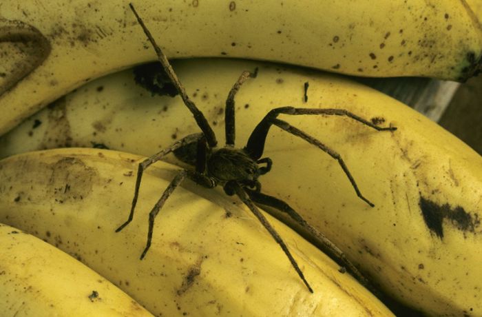 Im bayerischen Schönberg: Supermarktleiter findet Spinne in Bananenkiste