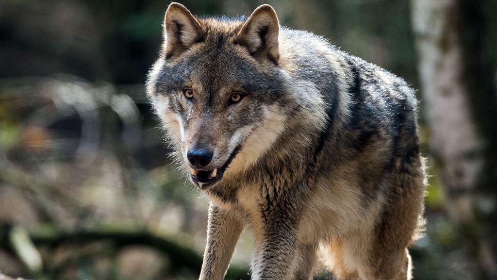 Bad Wildbad: Mehr als 40 tote Schafe nach Wolf-Attacke