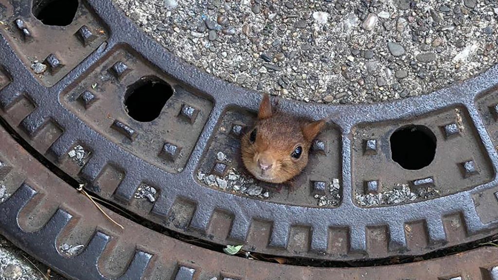 Feuerwehr Dortmund: Eichhörnchen aus Gullydeckel gerettet
