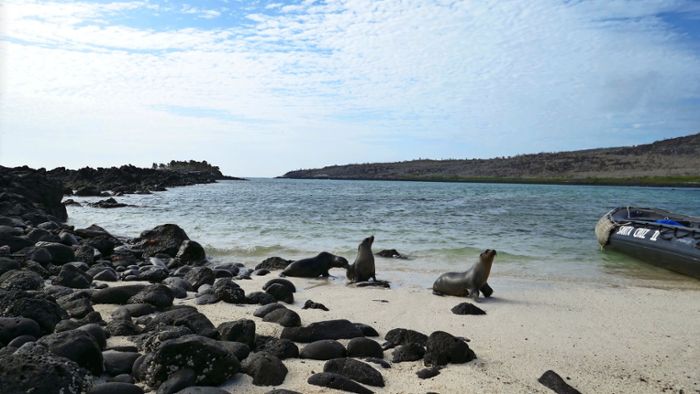 Schutzgebiet Galapagosinseln: Darwins Erben