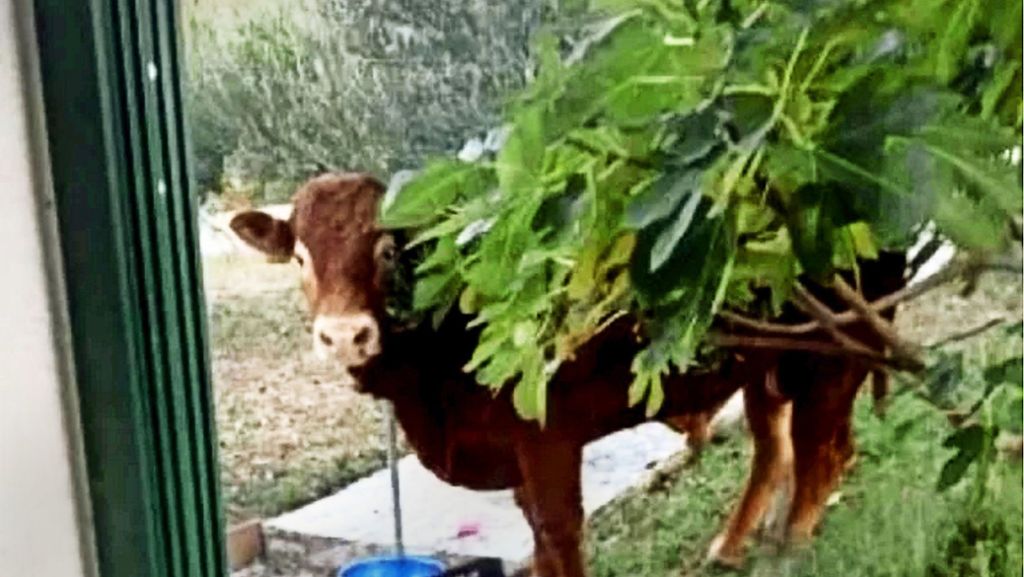 Stier büxt aus Schlachthof aus: Kroaten feiern entlaufenen Bullen