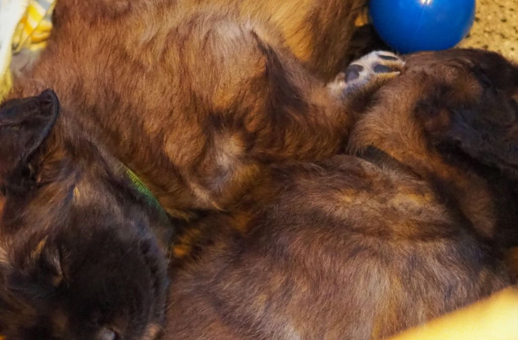 Wie berichtet, hat die Leonberger Familie Kaisser eine Leonberger Hündin, die drei Welpen zur Welt gebracht hat.