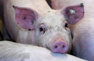 Prozess gegen Schweinezüchter neu aufgerollt