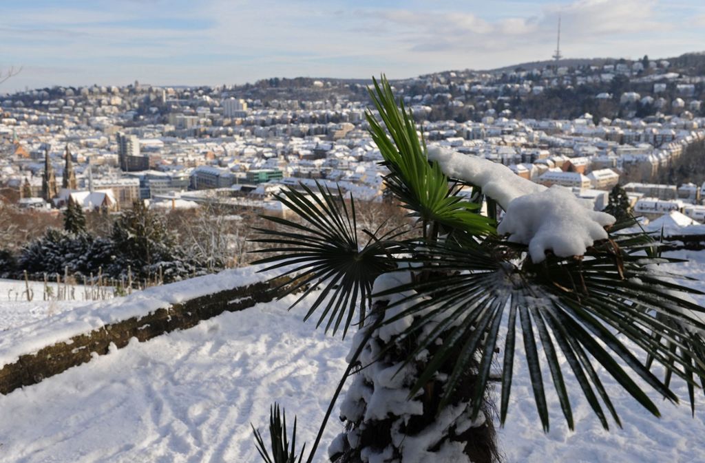 Exotik im Winter: Eine schneebedeckte Palme auf einer Aussichtsplattform in Stuttgart.