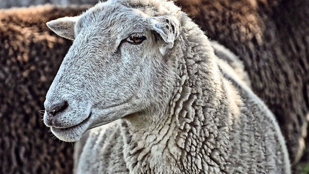 Bluttat in Leonberg: Unbekannte schächten Schaf auf Weide