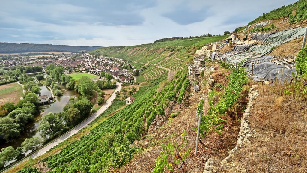 Steillagen-Weinbau im Kreis Ludwigsburg: Wie auf dem Weinberg von Roßwag wieder Reben wachsen