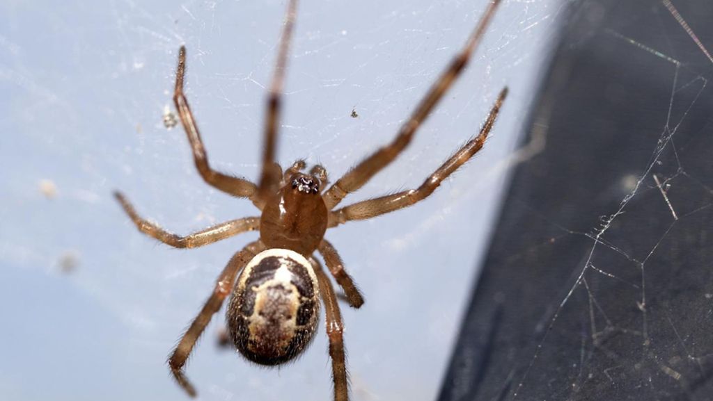 Fremde Spinnenart in Deutschland: Falsche Witwe in Gartencentern entdeckt