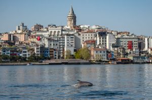 Delfine tummeln sich im Bosporus