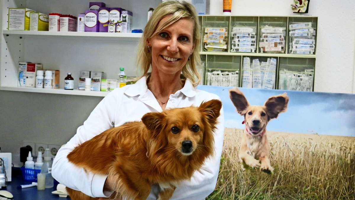 Hundewelpen aus dubiosen Quellen: Haustier-Boom in der Pandemie steigert das Tierleid