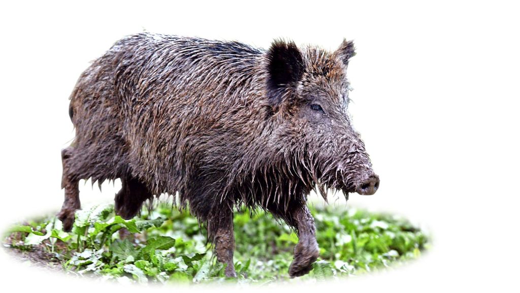 Wildschweine im Rems-Murr-Kreis: Die intelligenten Allesfresser sind kaum zu kriegen