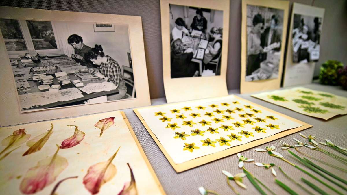 Ausstellung in Welzheim: Das Lebenswerk der letzten Blütenbildnerin