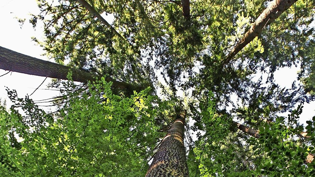 Forstbericht im Gemeinderat Gerlingen: Sturmerprobte Bäume gehen im Frost ein