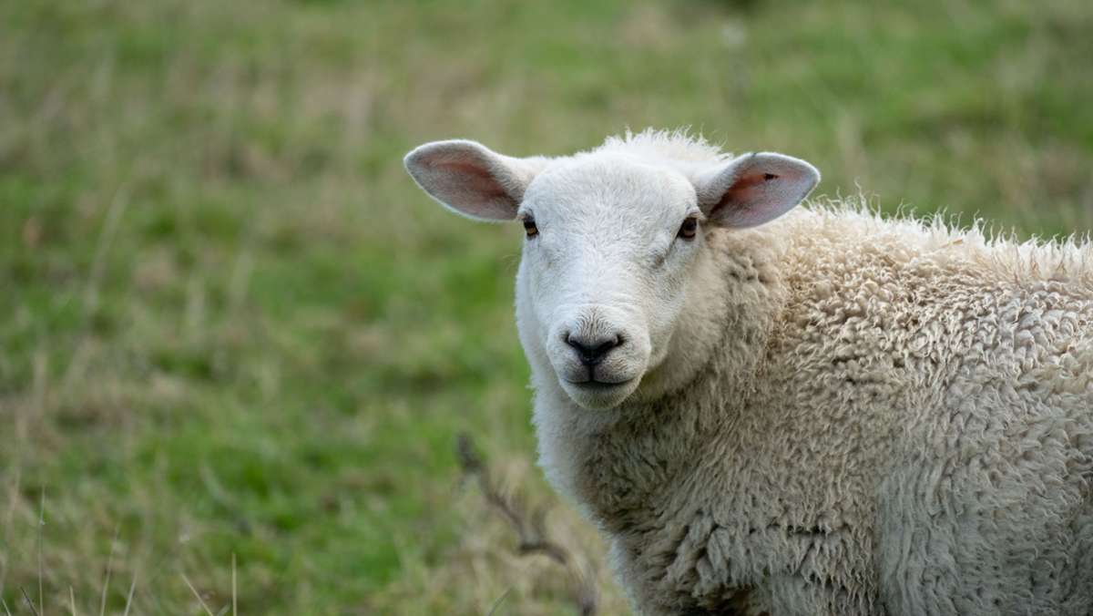 Angriff auf dem Feldweg: Schaf attackiert Paar und rammt Streifenwagen