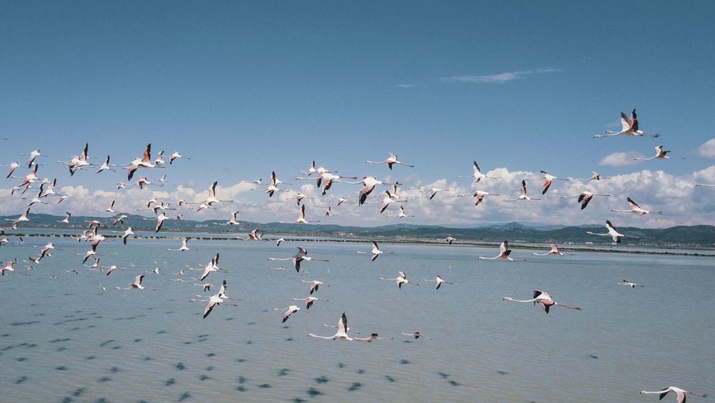 Corona-Lockdown in Albanien: Flamingos tummeln sich in Lagune