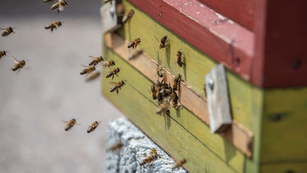 „Rettet die Bienen“ in Baden-Württemberg: 18 000 Unterschriften für Bienen-Volksbegehren
