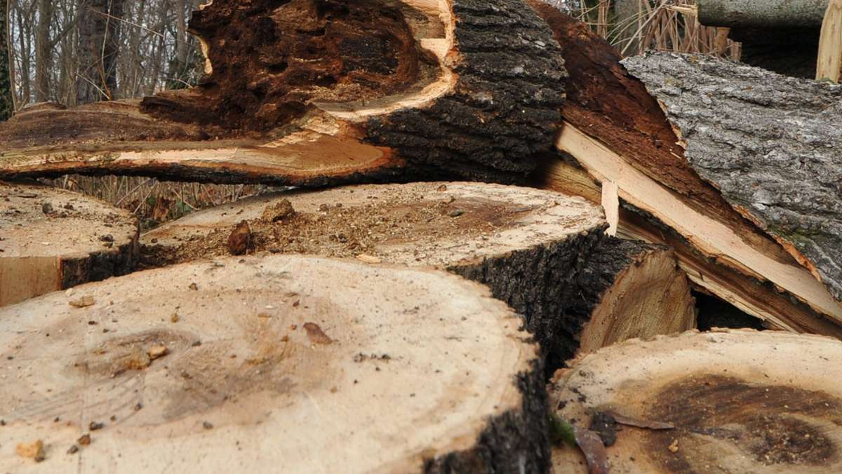 Baumsterben in Esslingen: Symbolträchtiger Baum wird gefällt
