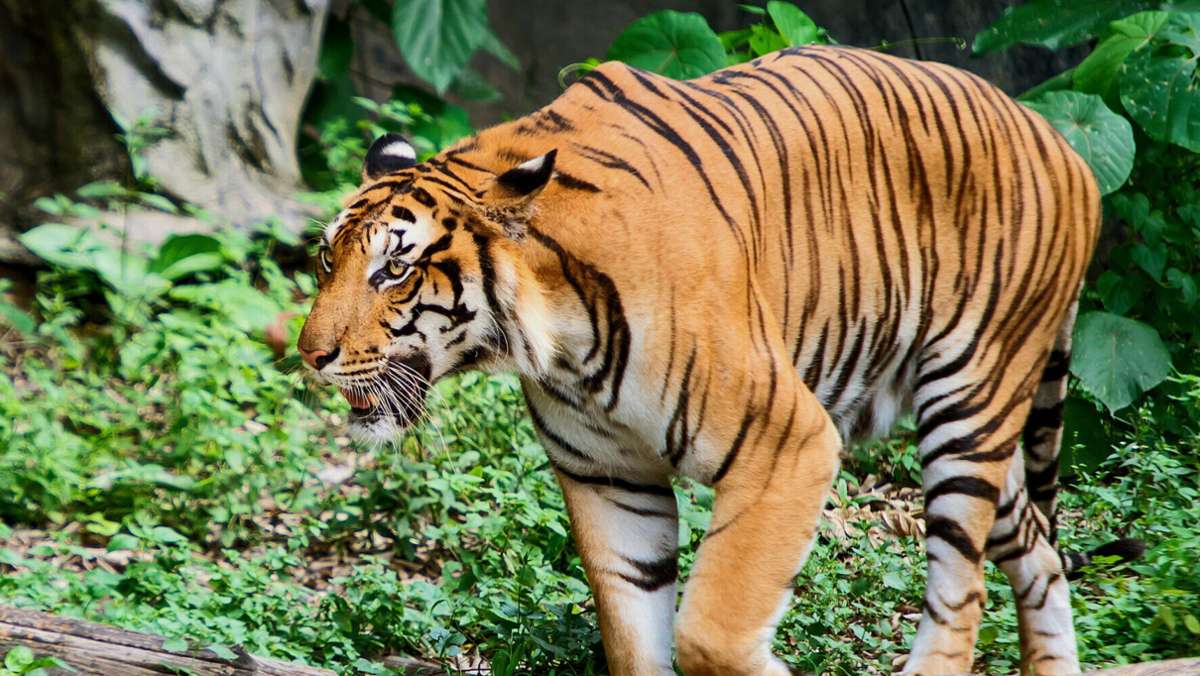  In Japan hat ein Tiger in einem Safaripark einer Pflegerin die Hand abgebissen. Zwei weitere Zoowärter wurden Medienberichten zufolge von dem Tier angegriffen und verletzt. 