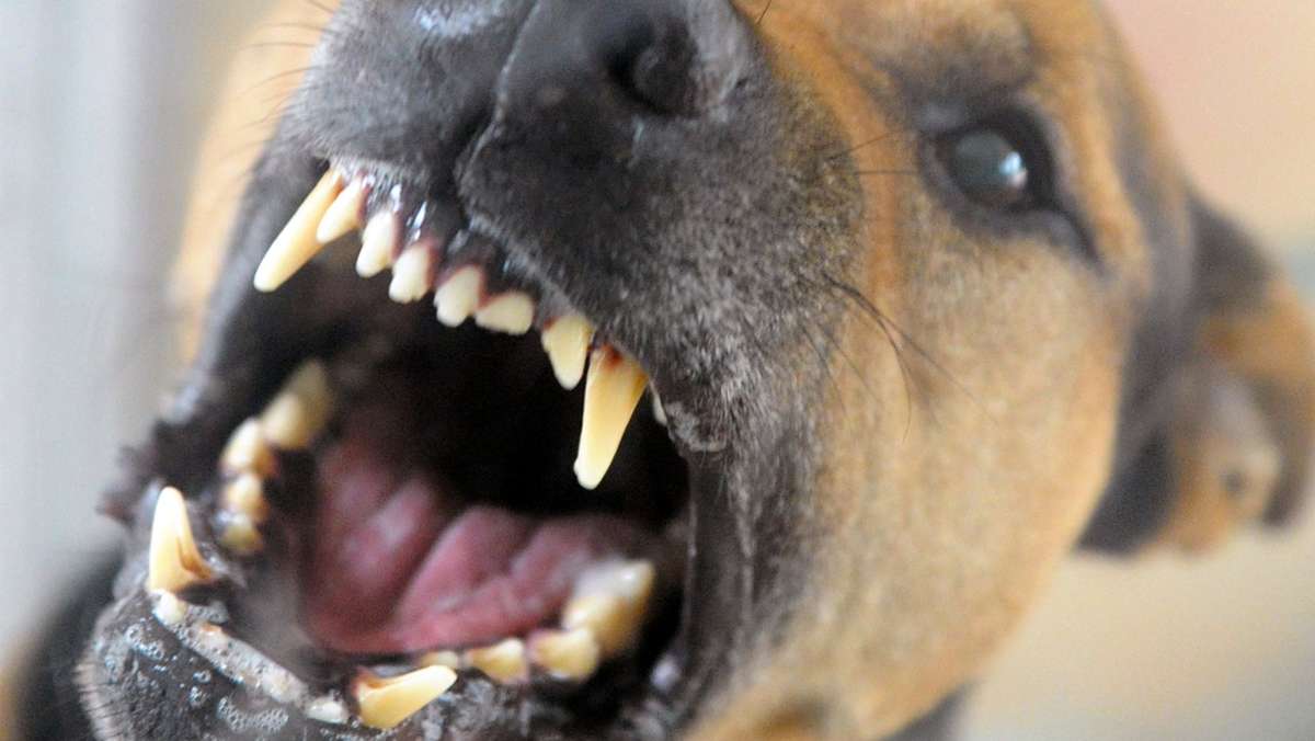Hundeattacke im Wald bei Bietigheim-Bissingen: Hund beißt Frau in den Oberarm
