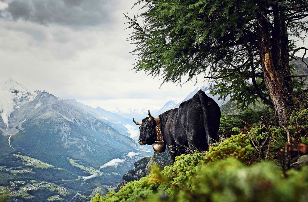 Schwarzes Rind vor Bergkulisse im schweizerischen Wallis – nur Heidi fehlt.