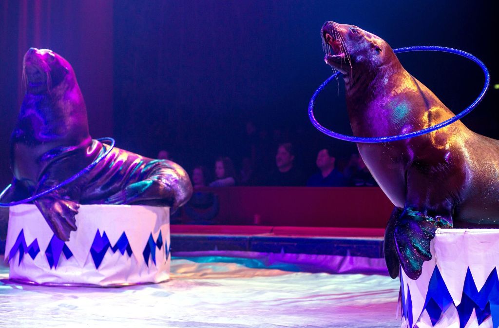 Der Auftritt von Seelöwen beim Weltweihnachtscircus stößt Tierschützern sauer auf. Foto: dpa