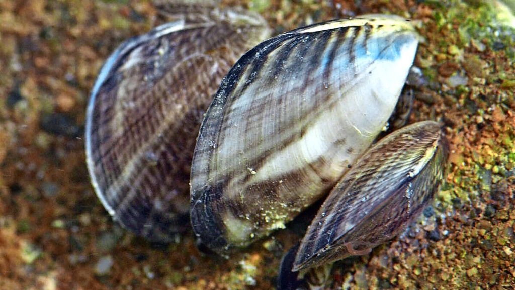 Die Bodensee-Wasserversorgung muss investieren: Kampf gegen Muscheln kostet Millionen