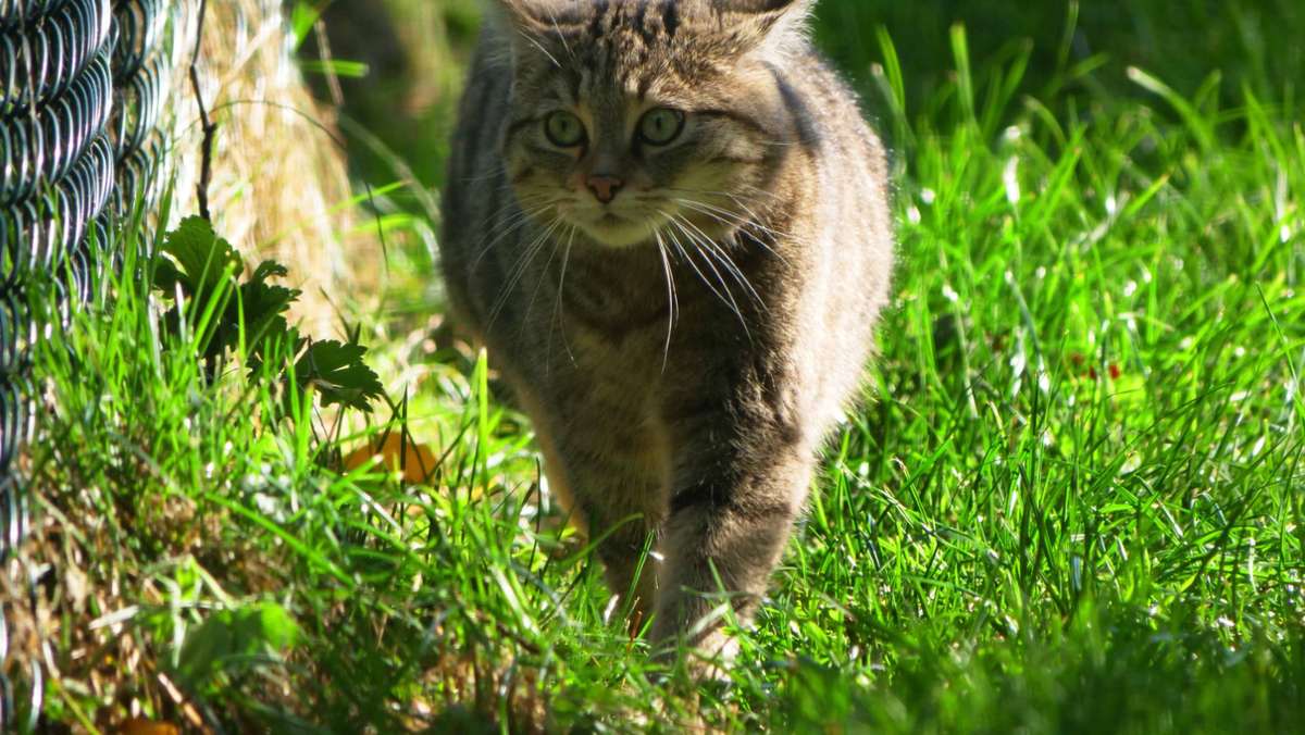  Unbekannte haben im niedersächsischen Radbruch eine Katze in einer Transportbox lebendig auf einem Feld vergraben. Laut Polizei verbrachte das Tier mutmaßlich fast eine Woche in der Kiste, bevor es rein zufällig entdeckt und gerettet wurde. 
