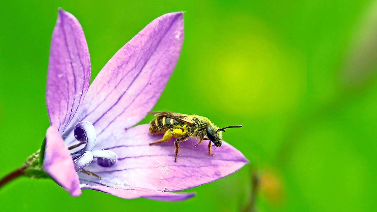 Remshalden  wird naturnaher: Mehr Platz für Wildbienen und Schmetterlinge