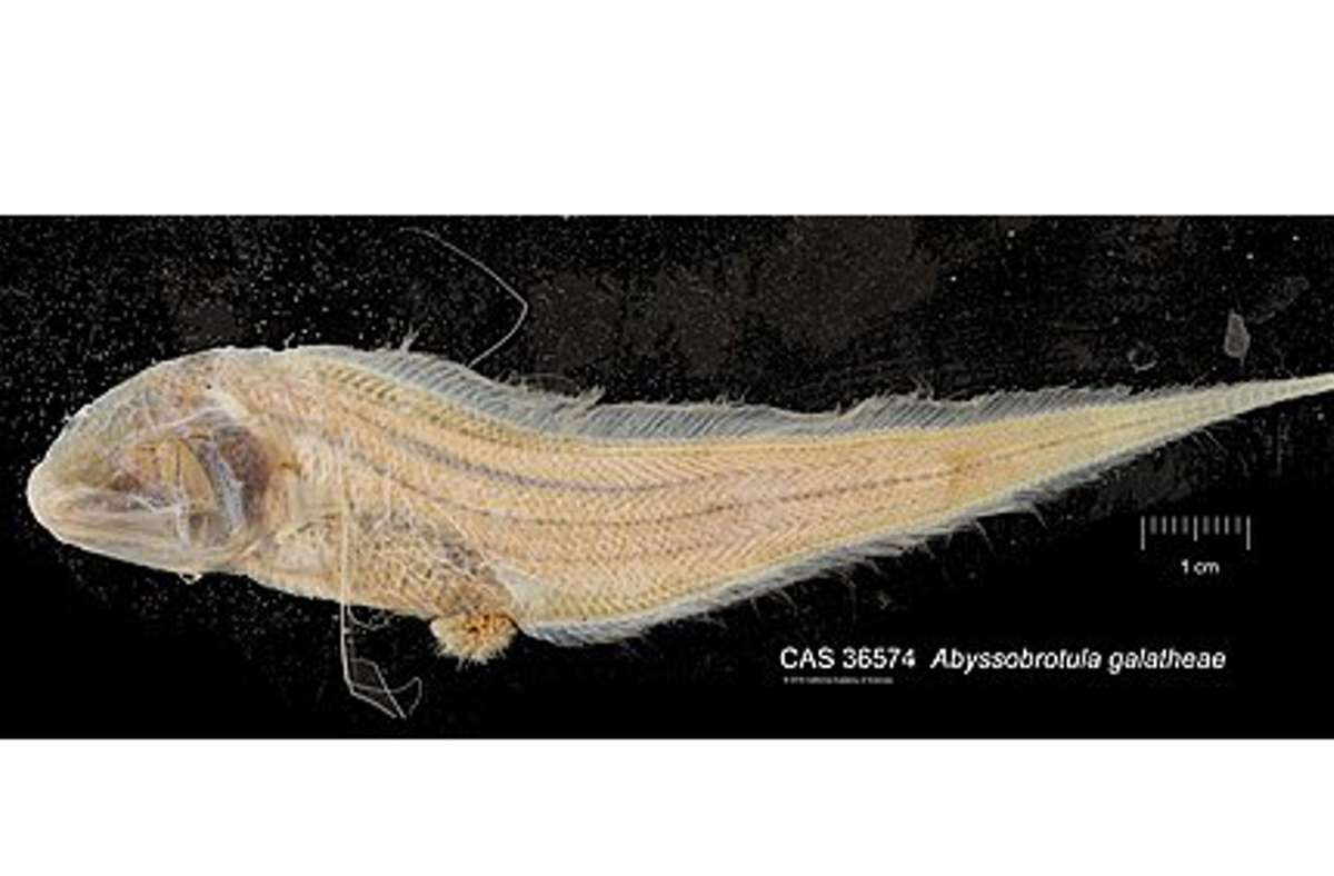 8370 Meter: Abyssobrotula galatheae ist ein Tiefseefisch aus der Familie der Bartmännchen. Er lebt in tropischen und subtropischen Regionen aller Ozeanen in Tiefen unterhalb von 3100 Metern. Ein totes Exemplar wurde in einer Tiefe von 8370 Meter im Puerto-Rico-Graben gesammelt.