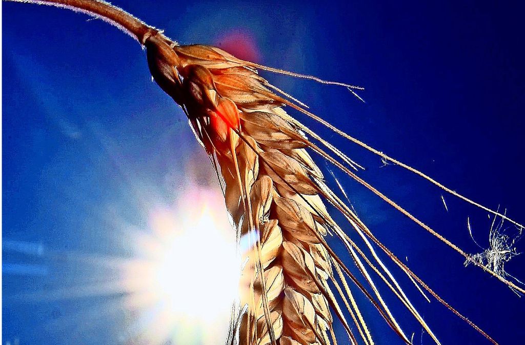 Starke Sonneneinstrahlung setzt dem heimischen  Getreide zu. Foto: dpa