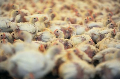 Bei Hühnern werden nach Angaben des Ministeriums die höchsten Erkrankungs- und Sterberaten beobachtet - teilweise bis zu 100 Prozent. Foto: picture alliance / dpa/Ingo Wagner