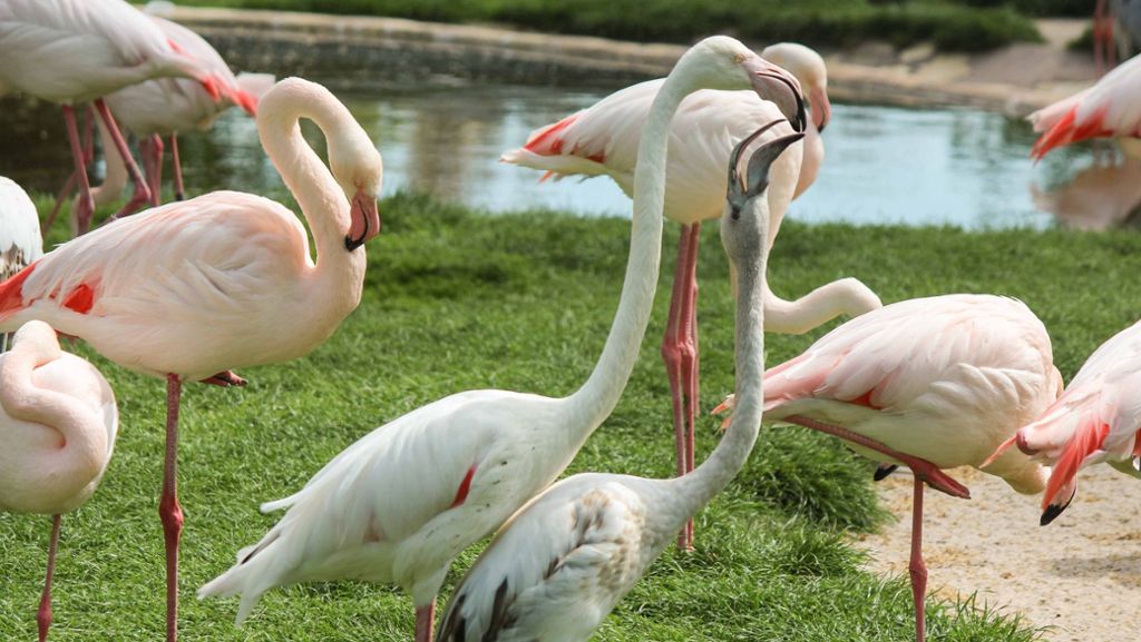 Aus Wilhelma ausgebüxt: Flamingo flaniert auf der Stuttgarter Königstraße