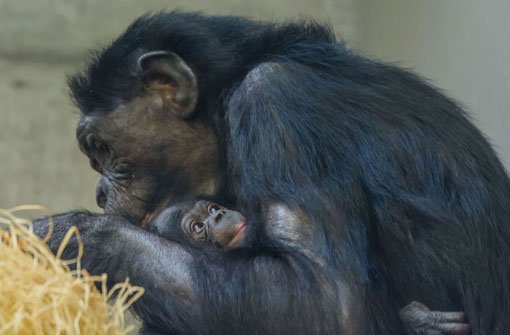Das vierte Bonobo-Baby ist da