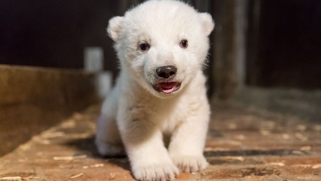 Eisbärbaby im Berliner Zoo: „Hallo, ick bin der Fritz“
