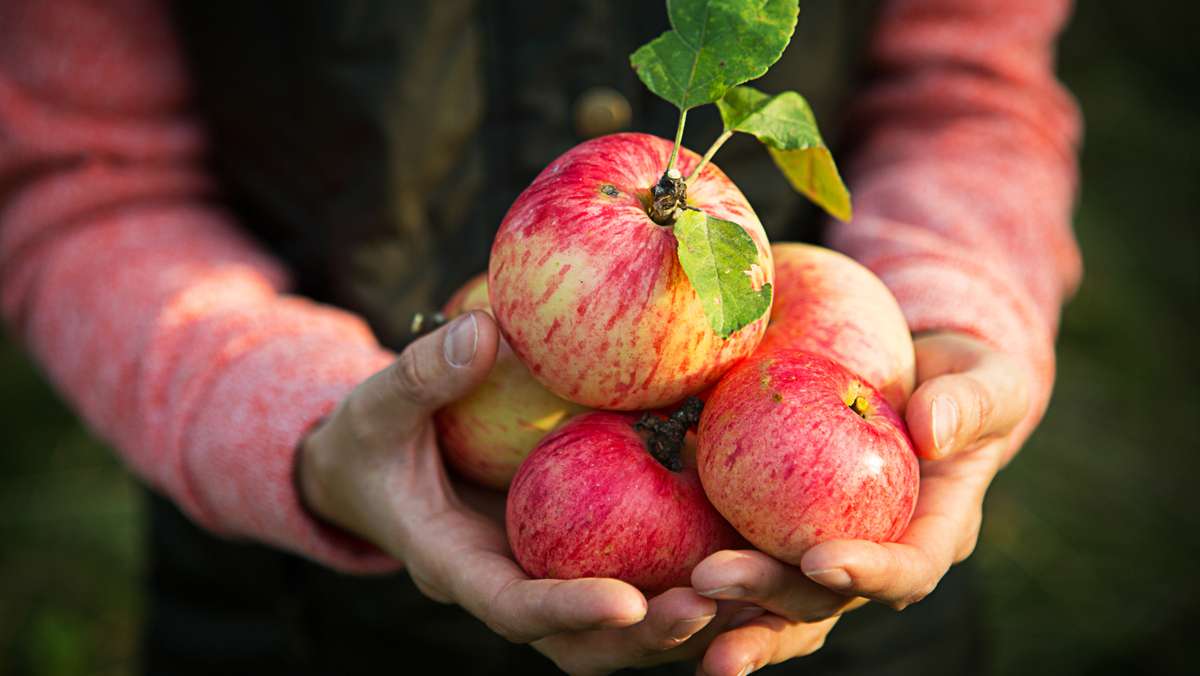 Welche Apfelsorten eignen sich für Allergiker?
