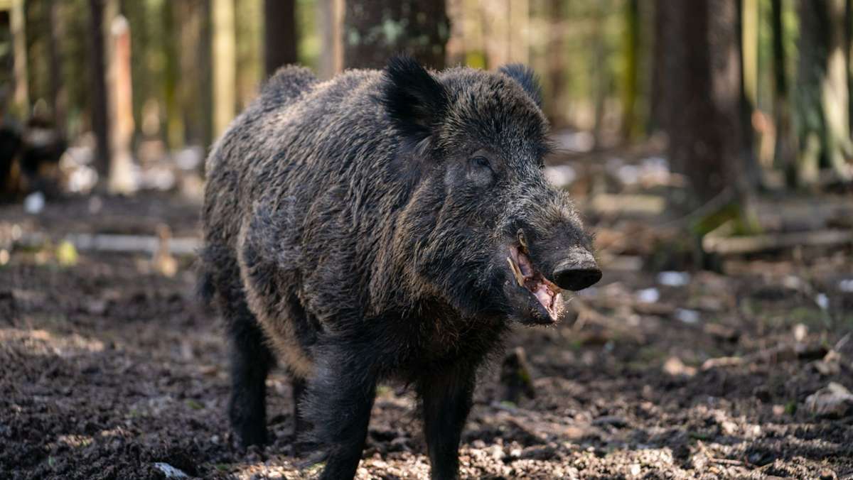 Keiler aus Bayern: Wildschwein „Putin“ bekommt neuen Namen