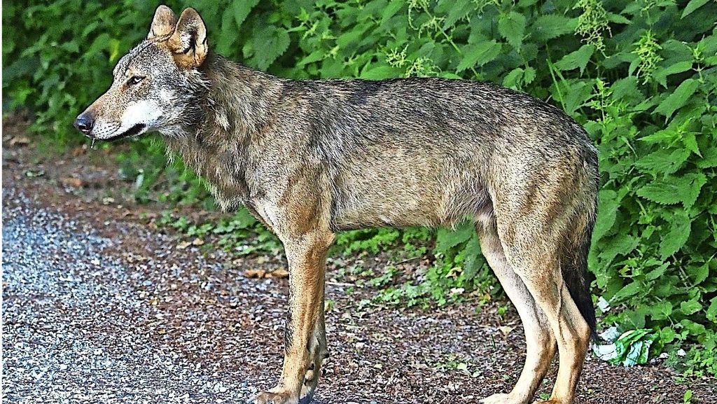 Toter Wolf im Schluchsee: Polizei überprüft mögliche Tatwaffen