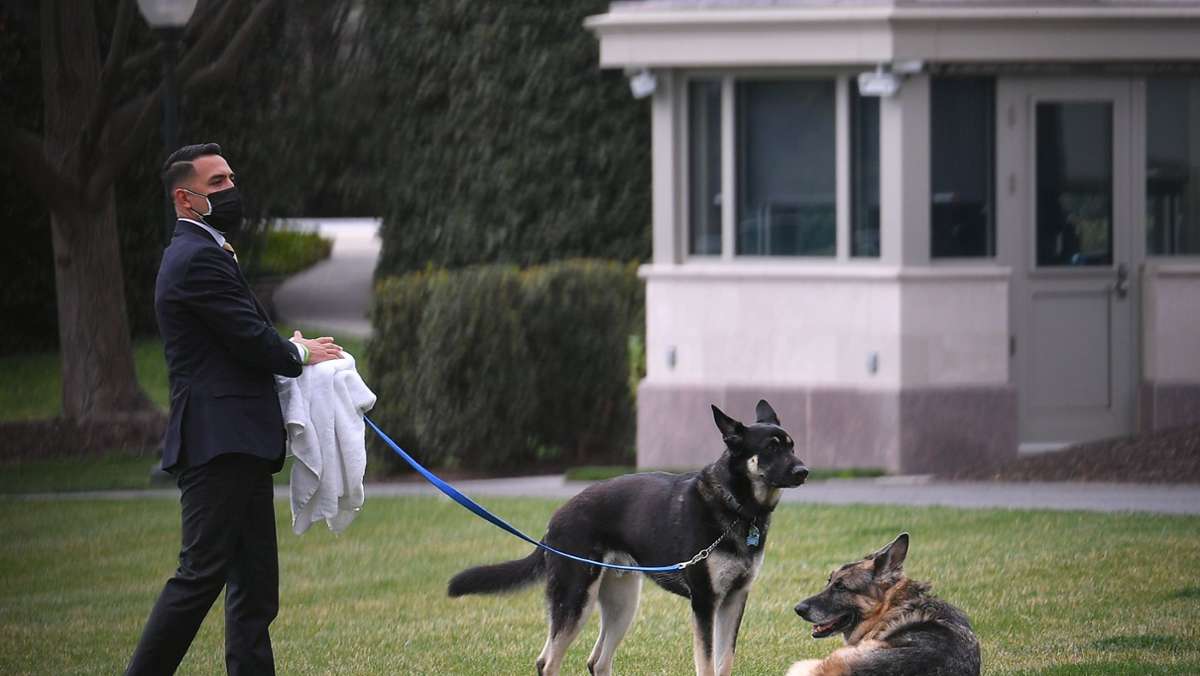 Tiere im Weißen Haus: Bidens Schäferhund Major bekommt „First-Dog“-Unterricht