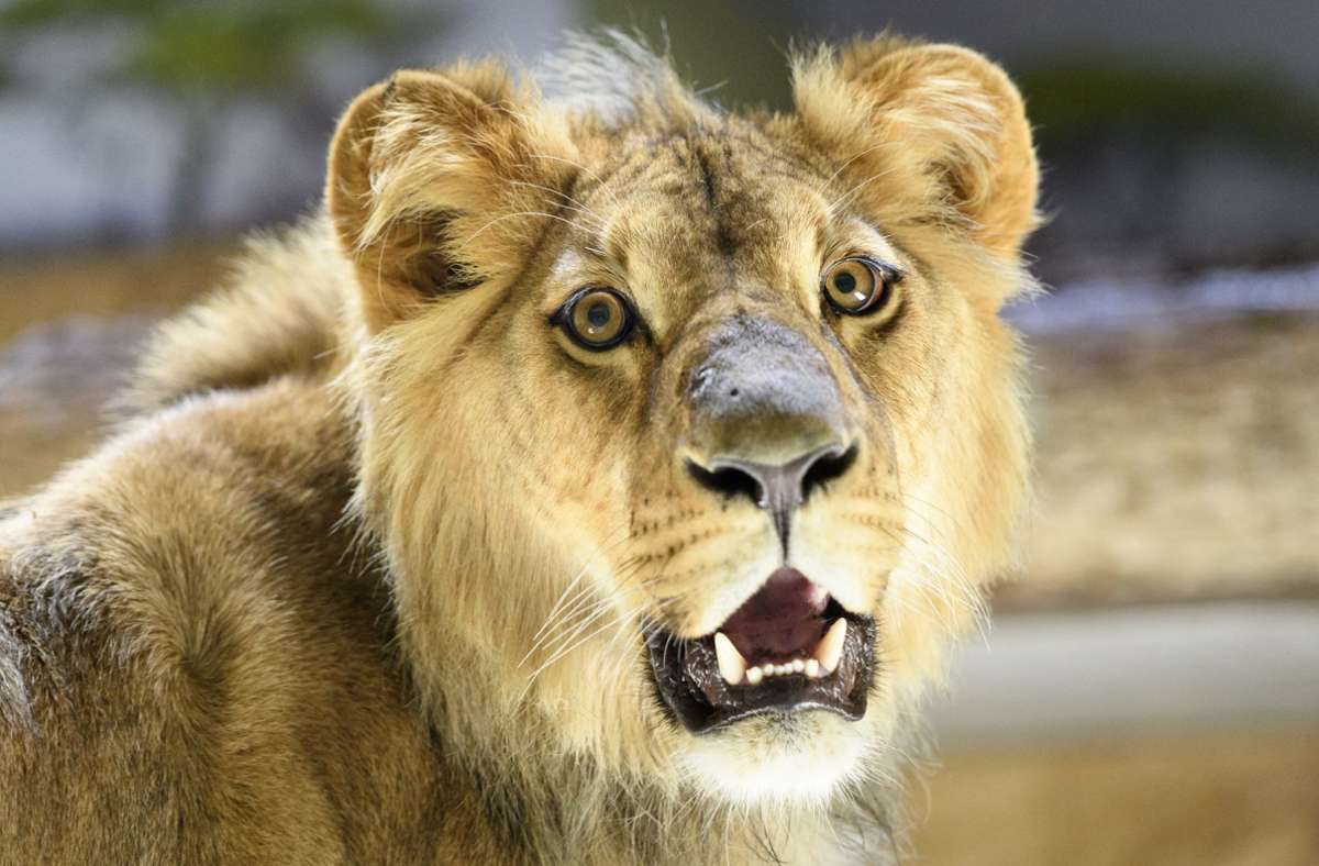 Oktober 2007: In Frankreich tötet ein Zoo-Löwe einen Tierpfleger. Er griff den Mann im Tierpark von Haute-Touche im Westen des Landes an, als er ihn ins Nachtgehege bringen will. Der Leiter des Tierparks musste den Löwen töten, der bereits 2001 im Zoo von Vincennes einen Pfleger tödlich verletzt hatte (Symbolbild).