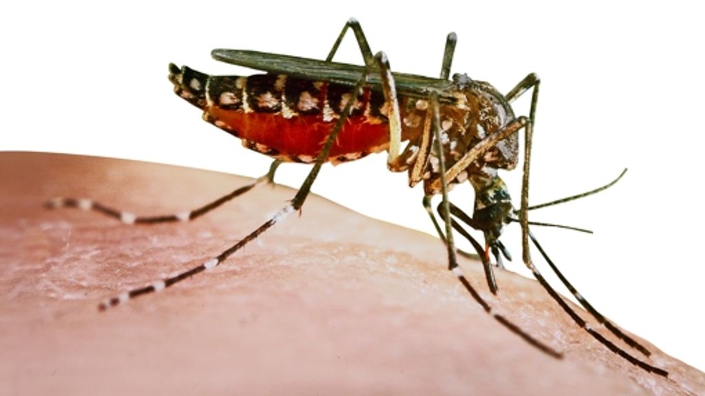 Ägyptische Tigermücke: Das Zika-Virus bedroht Babys