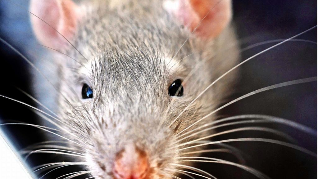 Schädlinge in Stuttgart-Rohr: Wie ist eine Rattenplage zu vermeiden?