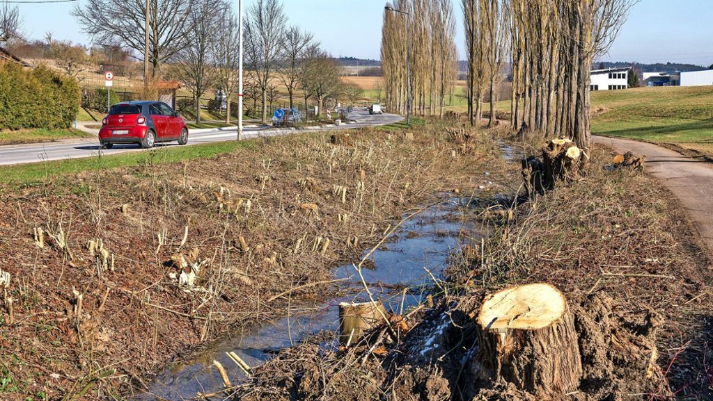 Baumfällung in Renningen, Münklingen und Hausen: Mein Freund, der Baum, ist tot